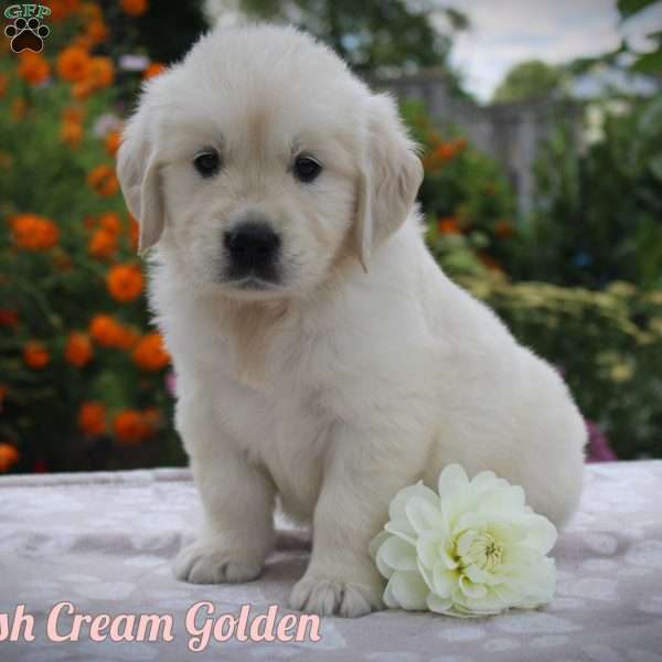 Elsa, Golden Retriever Puppy